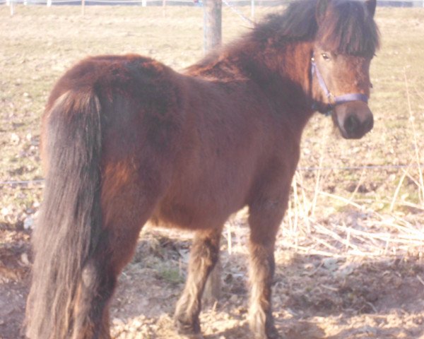 Pferd Flori (Shetland Pony, 2012)