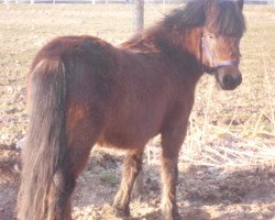 horse Flori (Shetland Pony, 2012)