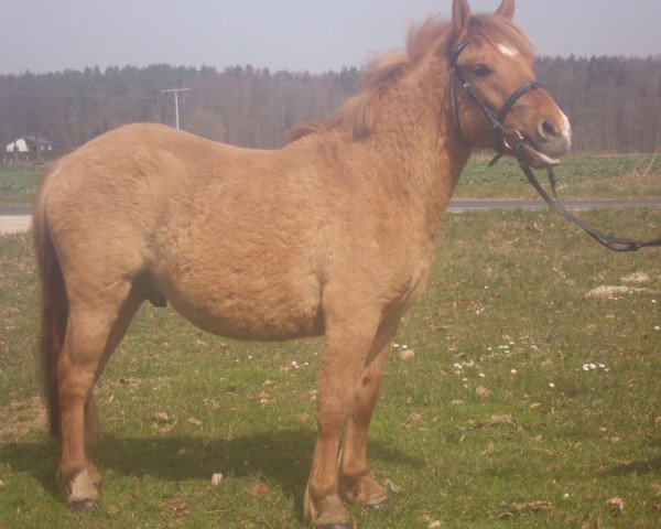 horse Hansi (Iceland Horse Mix, 2012)