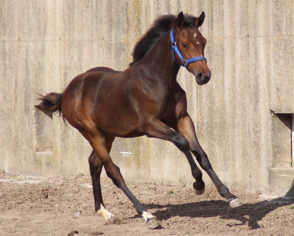 jumper Caranta (German Sport Horse, 2014, from Cador 5)