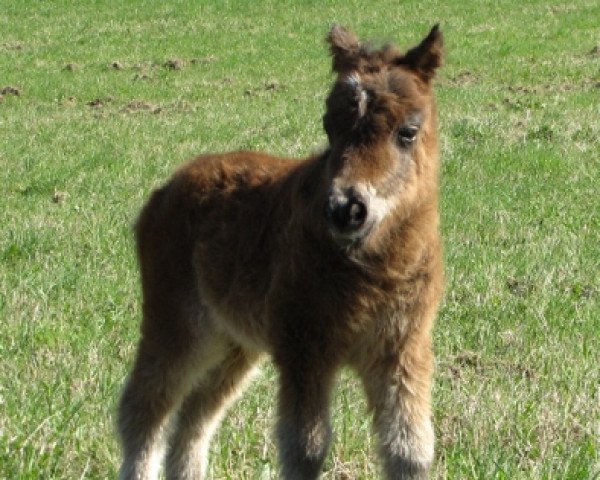 Zuchtstute Gentle Jazzy vom Eifelgoldhof (Shetland Pony (unter 87 cm),  , von Gerrit B)
