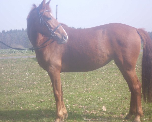 horse Fee (German Riding Pony, 2012)