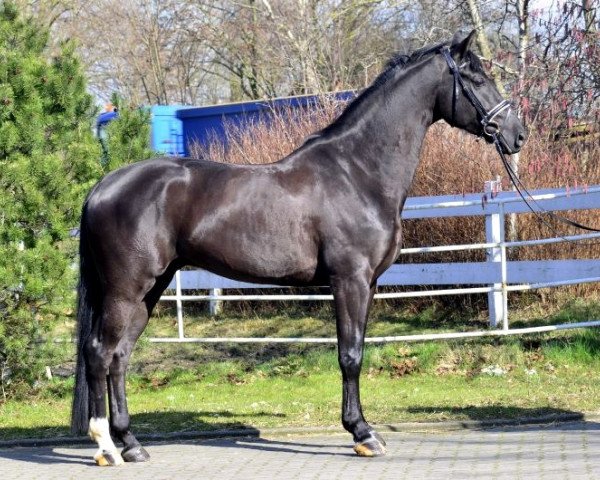 dressage horse Rouss (Hanoverian, 2011, from Rousseau)