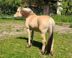 horse Djemmie (Fjord Horse, 2007, from Faun Tor N.2023)