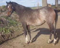 broodmare Donja (Hackney (horse/pony), 2012)