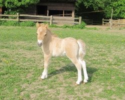 Pferd Gigolo vom Försterberg (Shetland Pony, 2016, von Gerrit B)