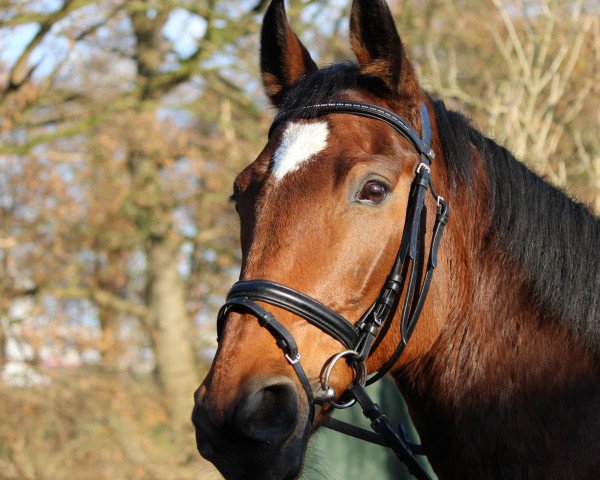 Springpferd Roy (Deutsches Sportpferd, 2003, von Corrado 31)