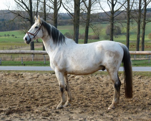 Pferd It's Icke (Hessisches Warmblut, 1996, von Im Frühling)