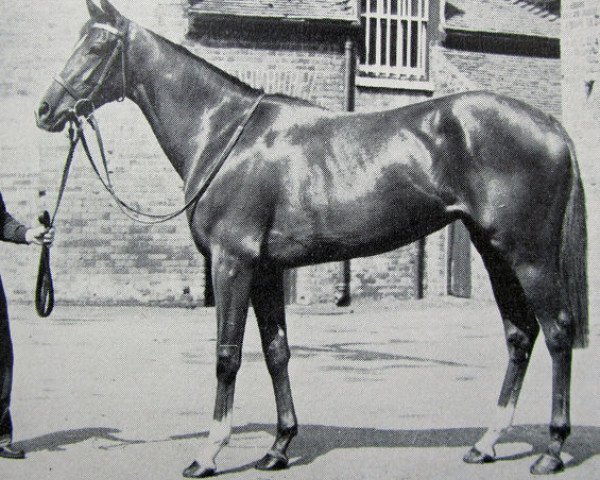 broodmare Cuba xx (Thoroughbred, 1953, from Hyperion xx)