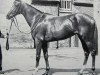 broodmare Cuba xx (Thoroughbred, 1953, from Hyperion xx)