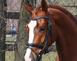 dressage horse Donna Dream 2 (Oldenburger, 2011, from Don Cismo)