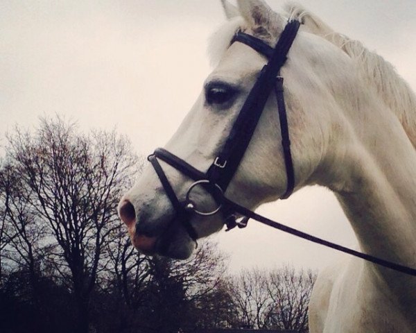 jumper Twister (German Riding Pony, 2002, from Cornet Obolensky)