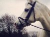 jumper Twister (German Riding Pony, 2002, from Cornet Obolensky)