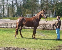 broodmare Perretta (Trakehner, 2011, from All Inclusive)