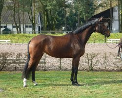 broodmare Perinola (Trakehner, 2010, from Axis TSF)