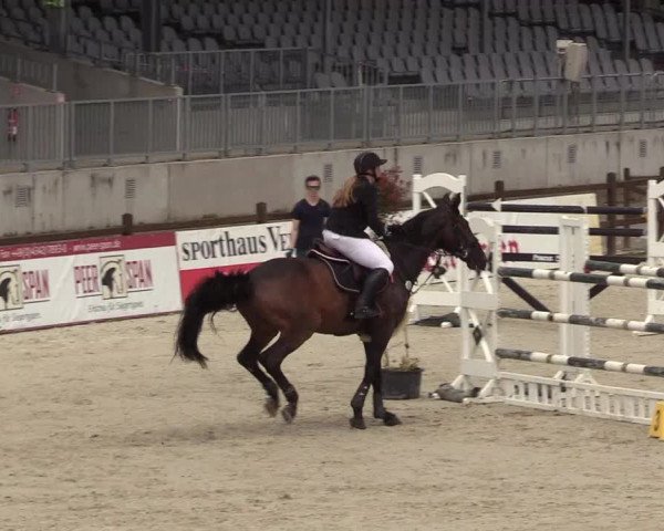 Reitturnier Westergellersen 2021