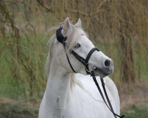 broodmare Chanel II (German Riding Pony, 2004, from Halifax)