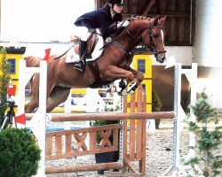 Springpferd Domino Dancer 5 (Deutsches Reitpony, 2007, von Donauwind)