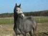 broodmare Faizah (German Warmblood, 2012, from Coupe d`Or)