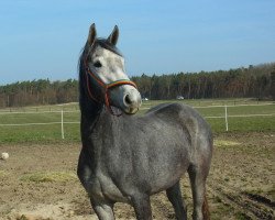 Zuchtstute Faizah (Deutsches Reitpferd, 2012, von Coupe d`Or)