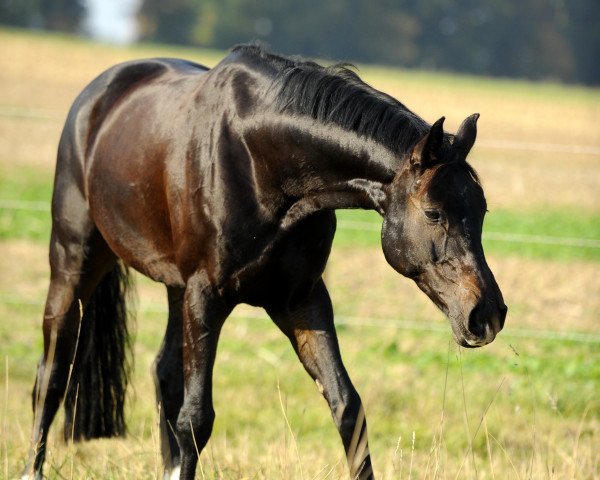 dressage horse Capoty (Hanoverian, 2003, from Contendro I)