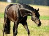 dressage horse Capoty (Hanoverian, 2003, from Contendro I)