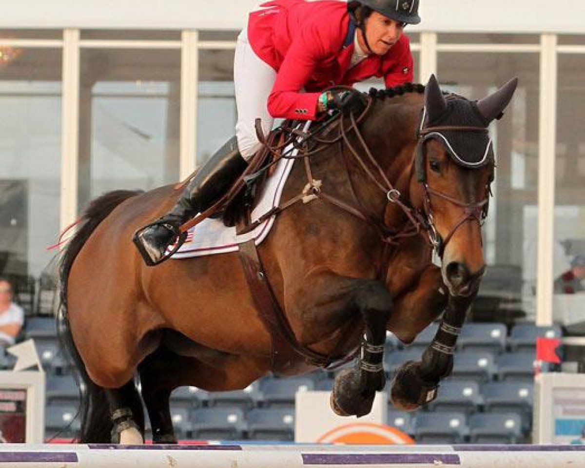 Springpferd Nouvelle (KWPN (Niederländisches Warmblut), 2004, von Solitair)