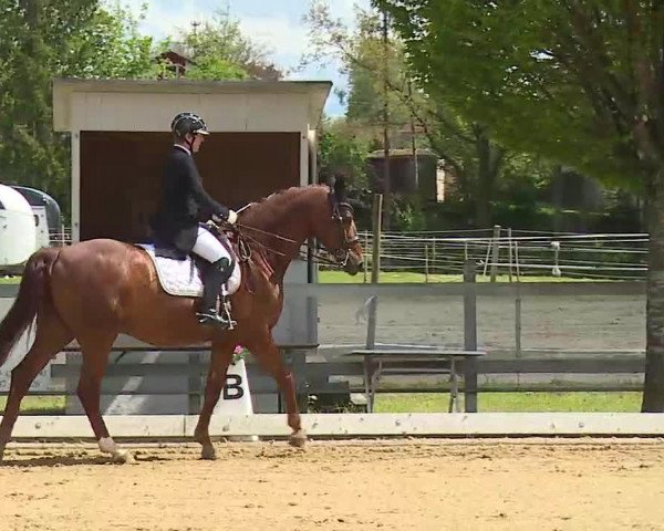 Reitturnier Aulendorf 2021