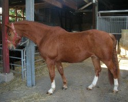 dressage horse Wallach von Rotspon (Westphalian, 2006, from Rotspon)