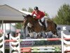 jumper Domino (Belgian Warmblood, 2002, from Thunder van de Zuuthoeve)