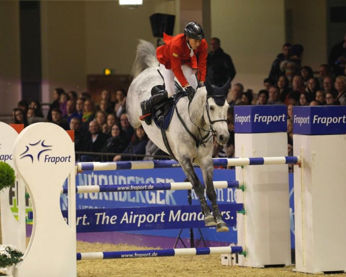 jumper Cool And Easy (Holsteiner, 2004, from Contender)