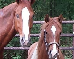 dressage horse Pelle (Lewitzer, 2012, from Olli T.)