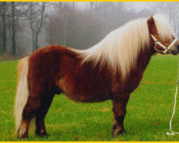 stallion Expensive van Bromishet (Shetland pony (under 87 cm), 1990, from Parlington Pimpernell)