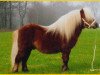Deckhengst Expensive van Bromishet (Shetland Pony (unter 87 cm), 1990, von Parlington Pimpernell)