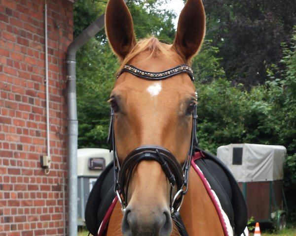 dressage horse Belle Amie (Hanoverian,  , from Burlington FRH)