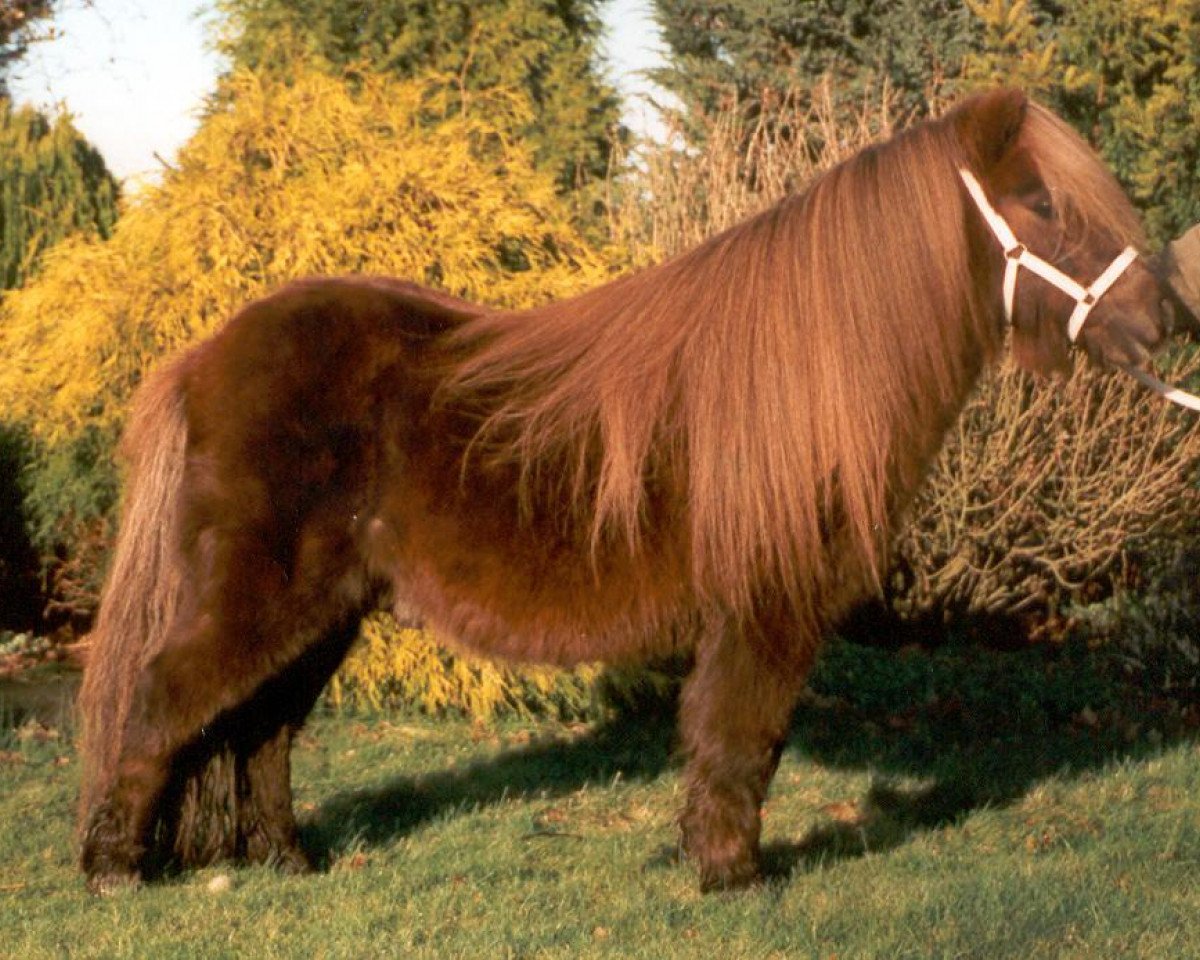 Deckhengst Dempsy van de Dennenhove (Shetland Pony (unter 87 cm), 1989, von Parlington Pimpernell)