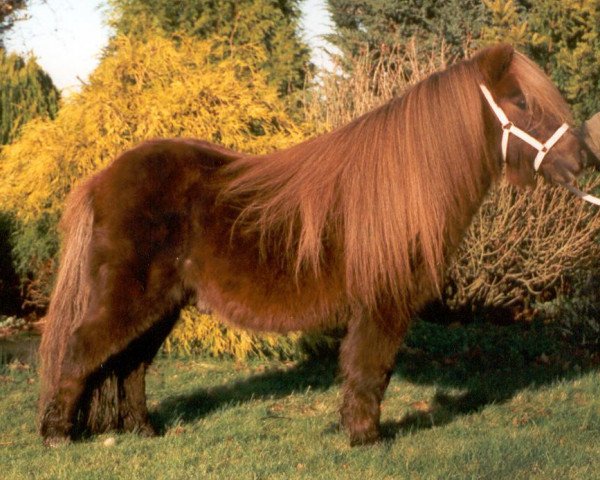 stallion Dempsy van de Dennenhove (Shetland pony (under 87 cm), 1989, from Parlington Pimpernell)