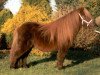 stallion Dempsy van de Dennenhove (Shetland pony (under 87 cm), 1989, from Parlington Pimpernell)