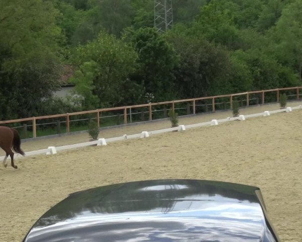 Reitturnier Leichlingen 2021