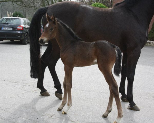 broodmare Rock´n Rose (Westphalian, 2014, from Rock Forever II)