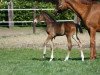 dressage horse Rocktano (Westphalian, 2014, from Rock Forever II)