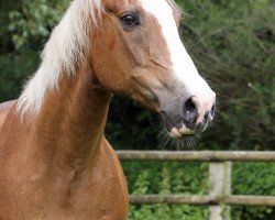 dressage horse HET Lukas (German Riding Pony, 2002, from Lucky Strike)