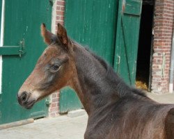 dressage horse Rock Hudson (Westphalian, 2014, from Rock Forever II)