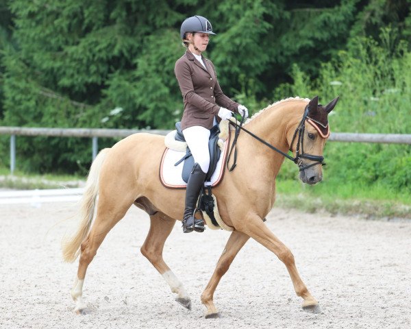 dressage horse Cinemaxx H (German Riding Pony, 2016, from Can Dance 3)