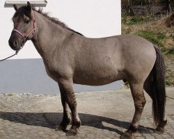 horse Kyo (Polish Pony, 2008)