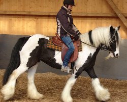 horse Sally (Tinker / Irish Cob / Gypsy Vanner, 2011)