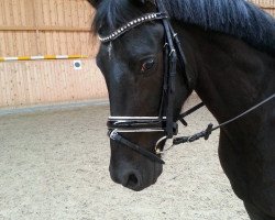 dressage horse Black Diamond 40 (German Riding Pony, 2010, from Friedrichshof Dark Gigolo)