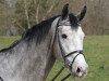 jumper Palmenkönig (German Sport Horse, 2011, from Palmares)