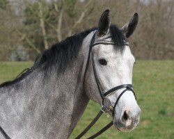 jumper Palmenkönig (German Sport Horse, 2011, from Palmares)