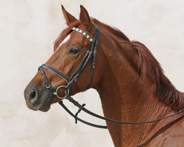 dressage horse Sir nobel (German Sport Horse, 2011, from Sir Hayfield)